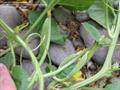 yard-long cucumber, snake cucumber, snake melon